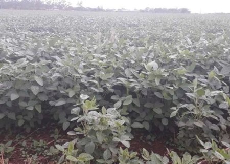 Replantio de soja superou 100 mil hectares em Mato Grosso do Sul