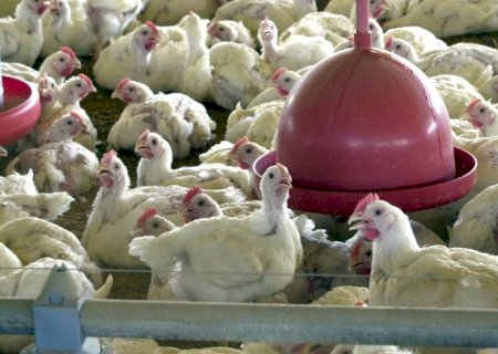 China extingue sobretaxa para carne de frango brasileira