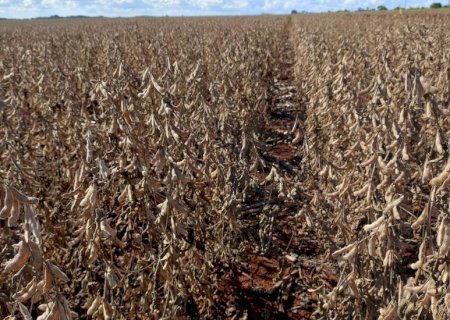 Mato Grosso do Sul tem queda superior a 21% na produtividade da soja