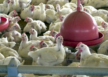 Brasil suspende exportações de carne de aves e seus produtos