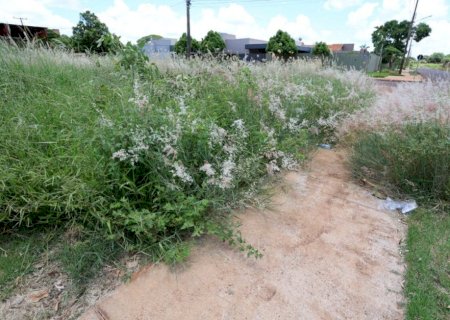 Município notifica proprietários para limpeza de terrenos no prazo de 30 dias