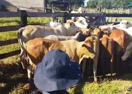 PMMS recupera 34 cabeças de gado furtadas durante ação integrada em Maracaju e Dois Irmãos do Buriti
