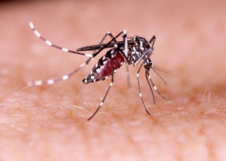 Ministério da Saúde alerta para risco de aumento da dengue com retorno do El Niño